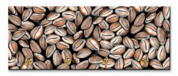 Cowrie Shells Key Holder